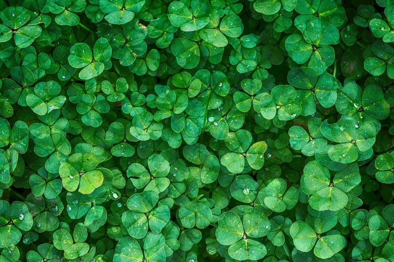 Leafy Greens